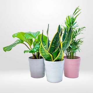 Planta verde con cerámica