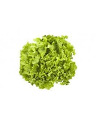Lechuga Batavia