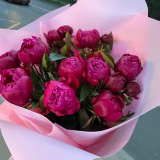 Півонія  Ред