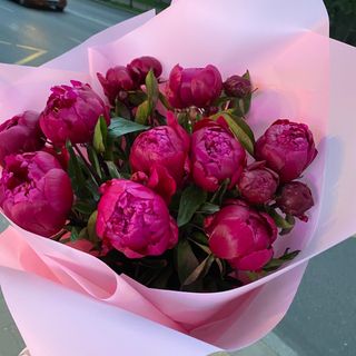 Півонія  Ред