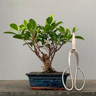 Bonsái Ficus BonsaiGranada Foto Genérica 5 años