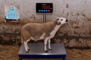 06349306 - 75 Kg