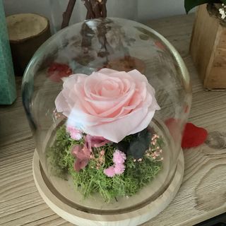 Cúpula de cristal,mediana,con rosa imperial de color rosa