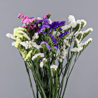 Paquete de statice mix