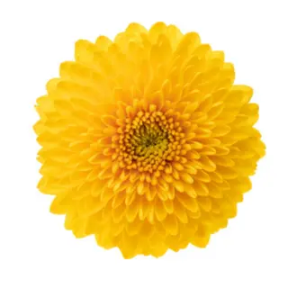  Crisantemo Uniflora Amarillo Flor Suelta (Por unidad/No es un ramo) 