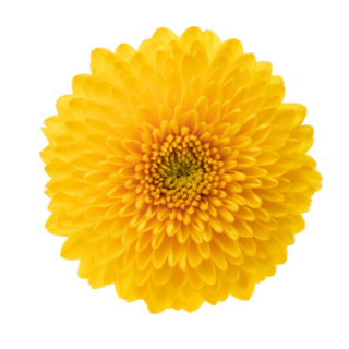  Crisantemo Uniflora Amarillo Flor Suelta (Por unidad/No es un ramo) 