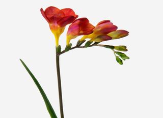 1 Фрезия, Оранжева