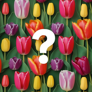 Mystery Tulip