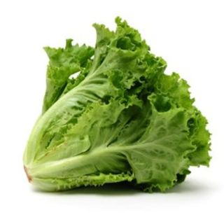 Lechuga