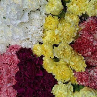 Claveles colombianos surtidos