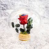 ROSA ETERNA ARCOIRIS CUPULA REDONDA 