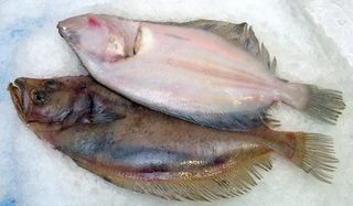 Gallo De Ración De Marín 300 Gr. 300 Gr.