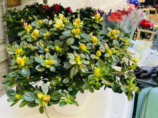 pianta azalea bianca