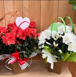 Azalea in bustina più cuoricino