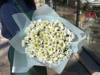 თეთრი ქრიზანთემა 