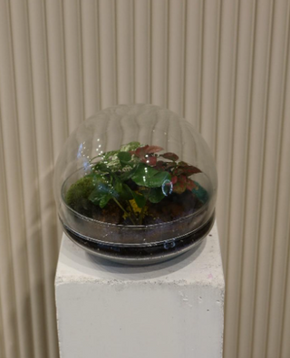 Terarij  mini vrt u staklu