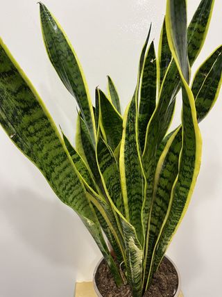 Sansiviera 