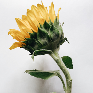 მზესუმზირა (3 ცალი)