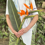 სამოთხის ჩიტი ( 2 ცალი )