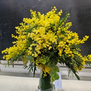 Mimosa Dorada: Un Rayo de Sol para Ti 