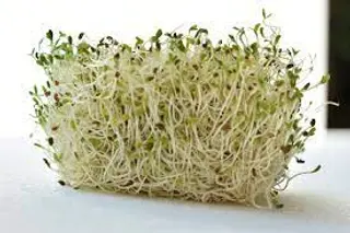 Germinados