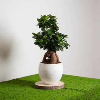 Bonsai grande 