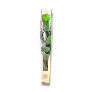 Rosa eterna verde
