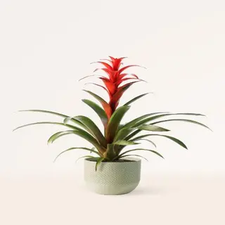 Bromelias Premium