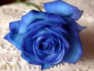 Rosa Blu Singola