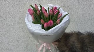 Bukiet różowych tulipanów - 15 sztuk
