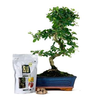 Pack Bonsái Carmona 10 años y abono japonés 240g