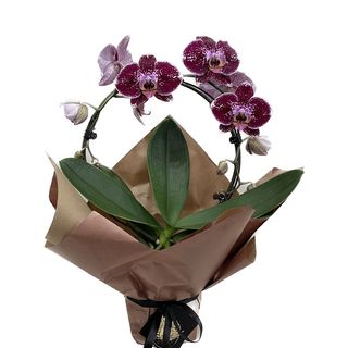 Phalaenopsis cerc roz-mov
