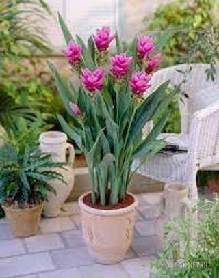 Pianta di curcuma