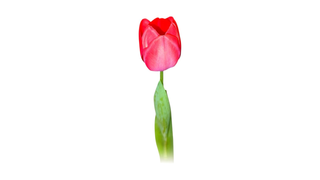 წითელი ტიტა