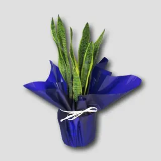 Sansevieria