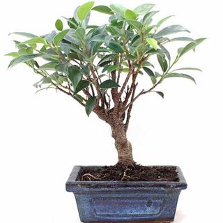Bonsai Ficus Retusa 5 Años