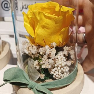 Cúpula rosa preservada "amarilla"