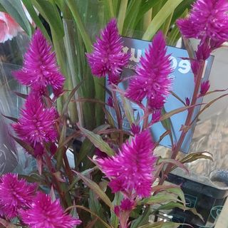 Pianta fiorita particolare da esterno