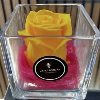 Cubo rosa eterna amarilla