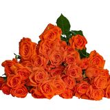 სტაფილოსფერი ჰოლანდიური ჯუჯა ვარდი 5 ტოტი