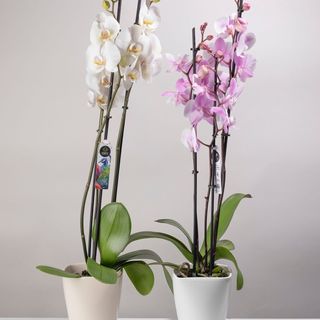 Orhidee 3 tije in vas ceramic 