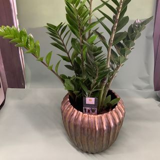 Pianta Lusso in Vaso lusso 