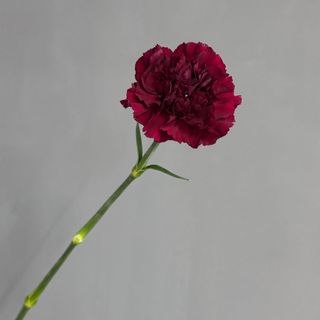 Діантус бордовий,  1 шт