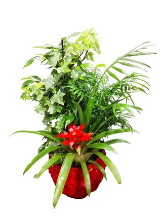 Composizione di piante grande 