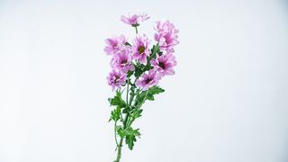Margareta roze