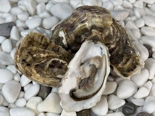 Устриця Чорноморка №3