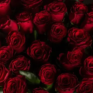 150 rose rosse