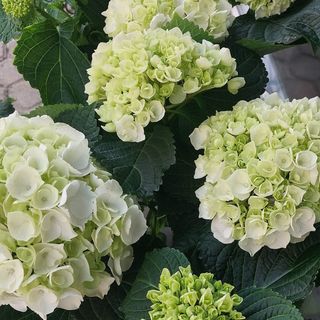 Ramo  de Hortensia 