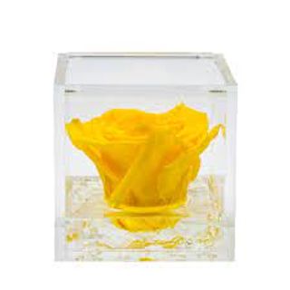 Rosa stabilizzata gialla S