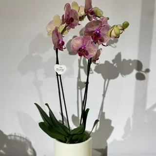 Cerâmica com orquídea 
